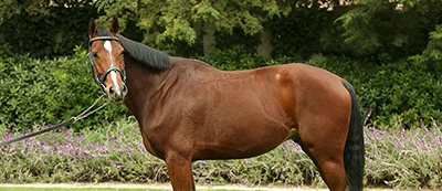 Donato