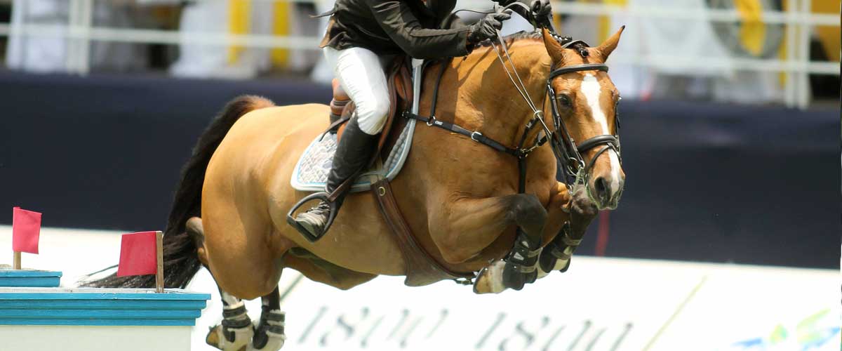 Lomelin Sport Horses